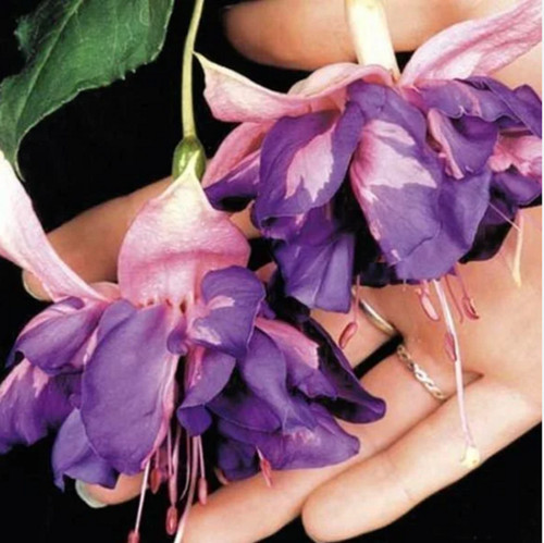 Giant trailing fuchsia - giant,