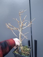T14 Japanese Larch Bonsai Tree 'root over rock'
