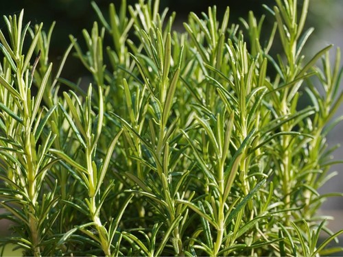 Rosemary seeds grow - grow, own