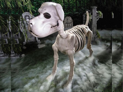 Standing dog skeleton - standing,