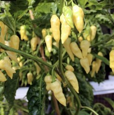 🔥Extremely Hot WHITE GHOST