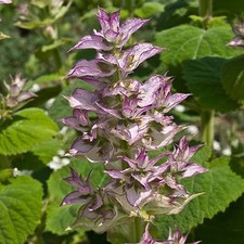 50 Graines de SAUGE SCLAREE BIO Salvia sclarea aromatique médicinale biologique