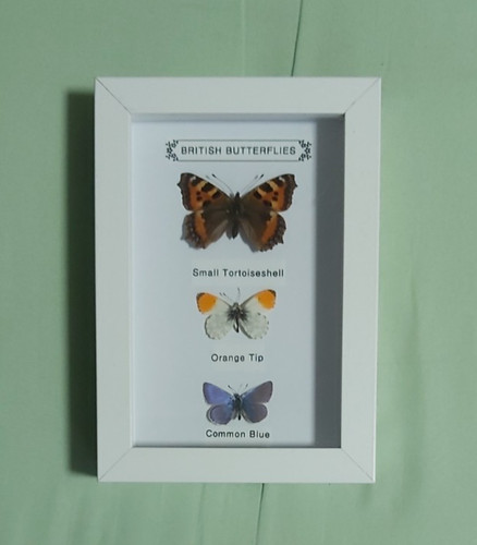 Taxidermy real framed british - taxidermy,