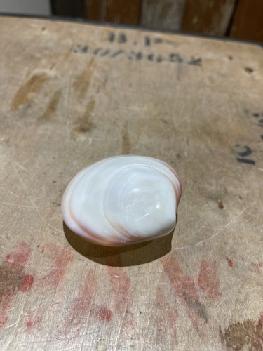 Natural cherry clam shell - natural,