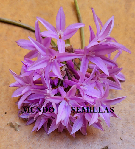 Purple tulbaghia society - tulbaghia,