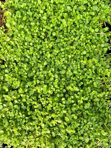 Corsican mint plant plugs - corsican,