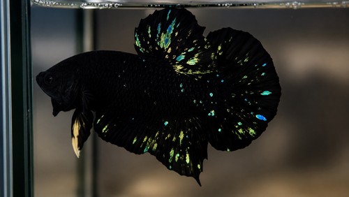 Avatar black stardust nebula - black,