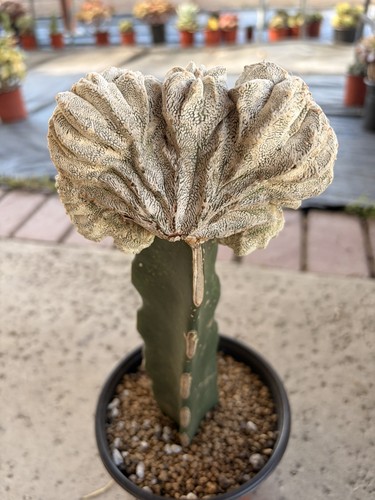 Rare crested cactus grafted - grafted,