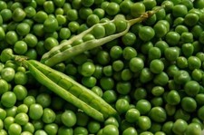 Debrecen Light Green Pea - Hungarian variety - 20+ seeds - Samen - H 145
