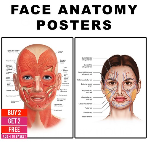 Face anatomy poster facial - anatomy,