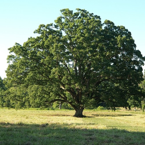 Oak saplings - 10, 1-3