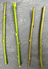 4 X Willow Cuttings approx