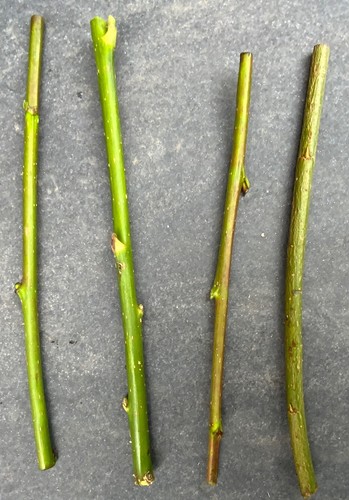 Willow cuttings approx - x,