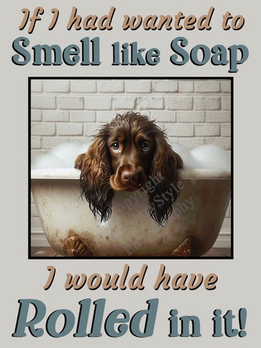 Cocker sprocker spaniel - sprocker, brown