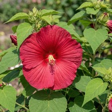 Hardy hibiscus nippon red - hardy,