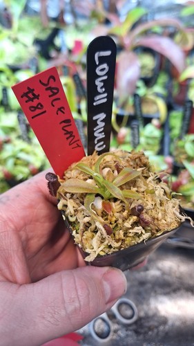 Nepenthes lowii mulu sale - ,,