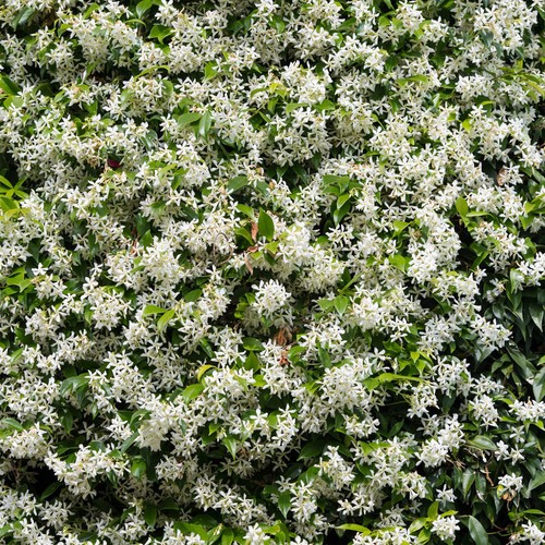 Climbing plant star jasmine - climbing,