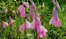 Dierama pulcherrimum -Angel's
