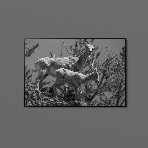 Neal herbert bighorn sheep - herbert,