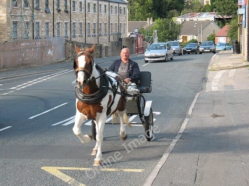 Photo 6x4 pony and - pony,