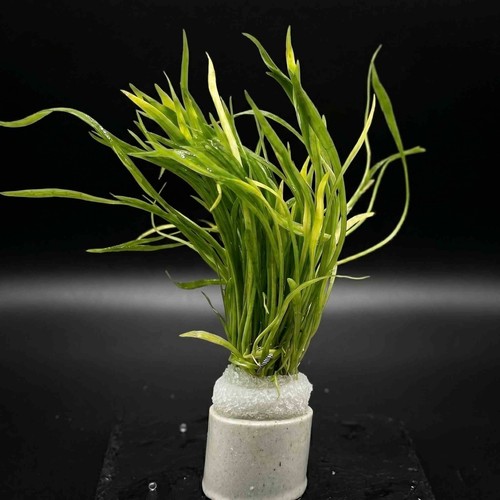 Lilaeopsis novae zelandiae - lilaeopsis, x5