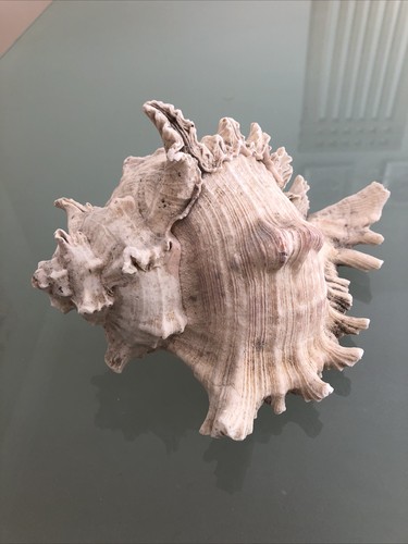 Large 22cm murex ramose - murex,