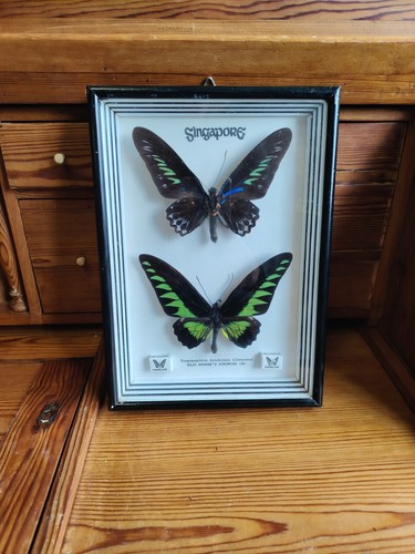 Vintage framed raja brooke - raja, brooke's