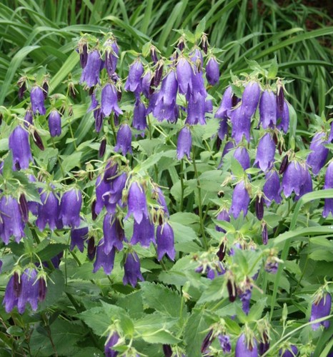 Campanula sarastro 9cm - campanula,
