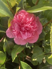 Pink Camellia 'Debbie'