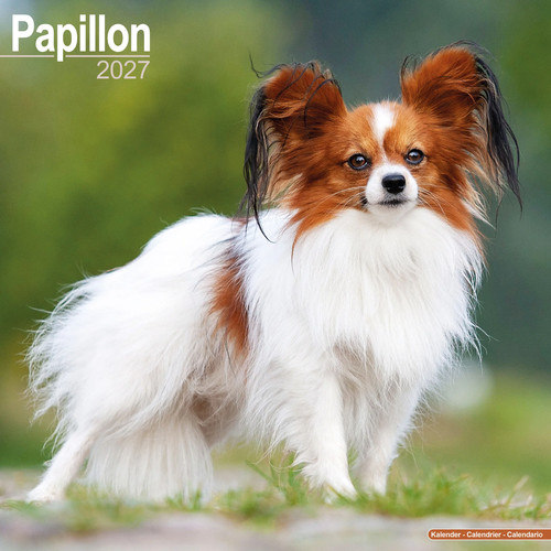 Papillon 2027 calendar - papillon,