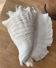 Large Vintage Queen Conch