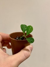 Rare Madagascar jewel