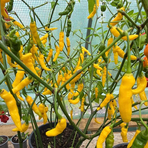 Freshly picked submarine - freshly,