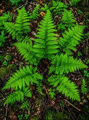 Woodland fern plants 100 - fern,