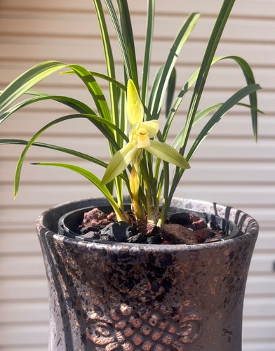 Rare cymbidium goeringii ar - rare,