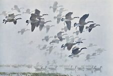 PETER SCOTT LIMITED EDITION PRINT - CANADA GEESE ARRIVING OUT OF A MIST