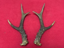 PAIR OF FANCY ROE DEER ANTLERS