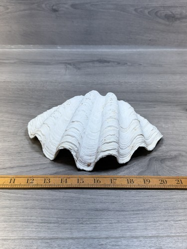Large natural white - giant, clam