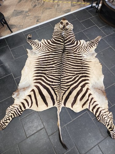 Real zebra skin - zebra, antique