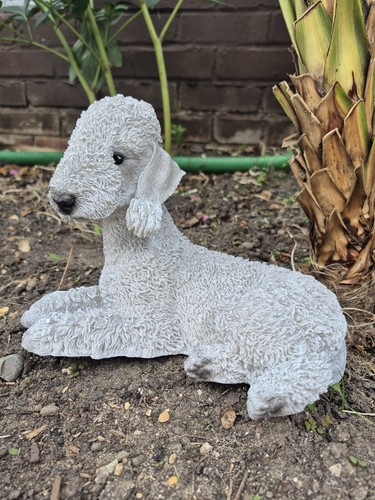 Blue bedlington terrier dog - blue,