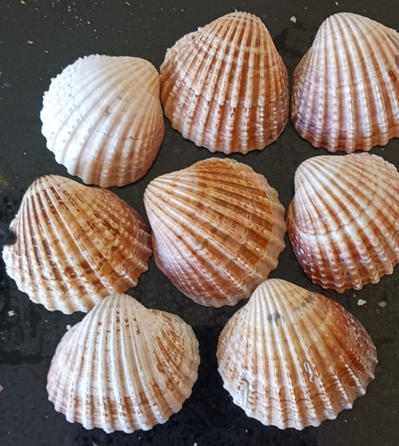 Medium cockle clam - 8,
