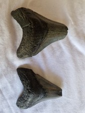 2 Juvenile Megalodon Shark