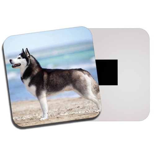 Beautiful husky fridge magnet - beautiful,