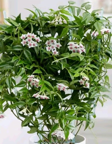 Hoya bella fresh - bella., cutting,