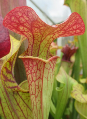 Sarracenia orange fire - x, fire”