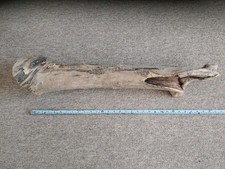 Decorative Large Chesil Beach