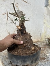 Olive Bonsai As Pictured