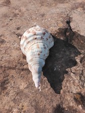 Lovely Large Size Trumpet