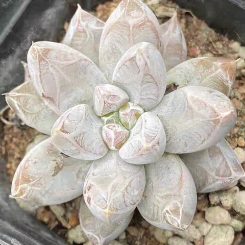 Echeveria tolimanensis seeds - echeveria,