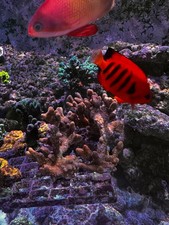 RED MONTIPORA DIGITATA CORAL SPS 🪸 WYSIWYG